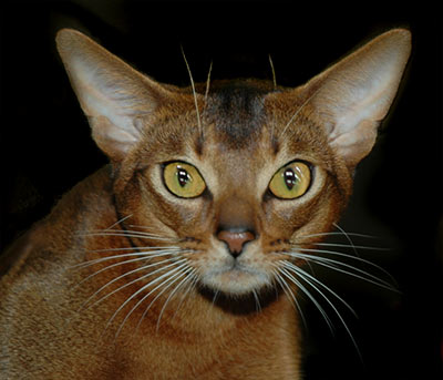 GC Instincts Prince Charles, ruddy Abyssinian male