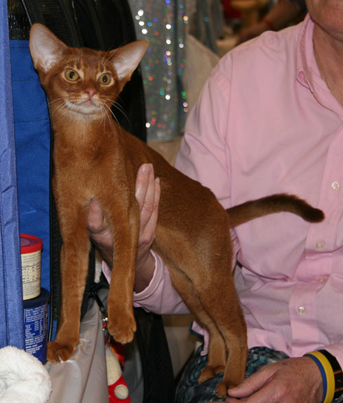 Anqet Kiskindha Empireofholymonkey, red male Abyssinian Kitten