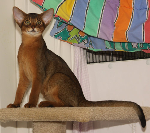 Anqet Akasha, ruddy Abyssinian male kitten