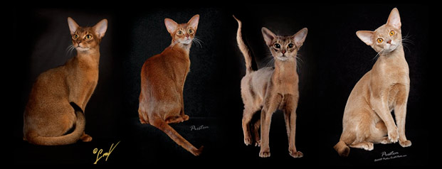 The 4 basic colors of Abyssinian Cats