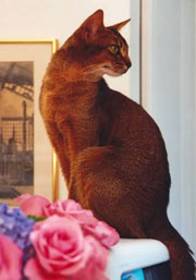 GC Anqet's Black Tie Affair, DM, ruddy Abyssinian female