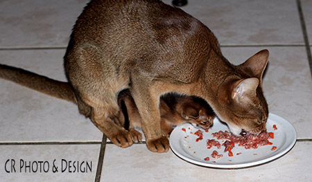 Abyssinian cat mother with her kitten