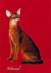 GC, RW Tinbats Bridget Jones Diary, DM, ruddy Abyssinian female