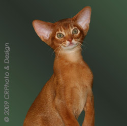 RW Anqet Kiskindha Empireofholymonkeys, red Abyssinian male kitten
